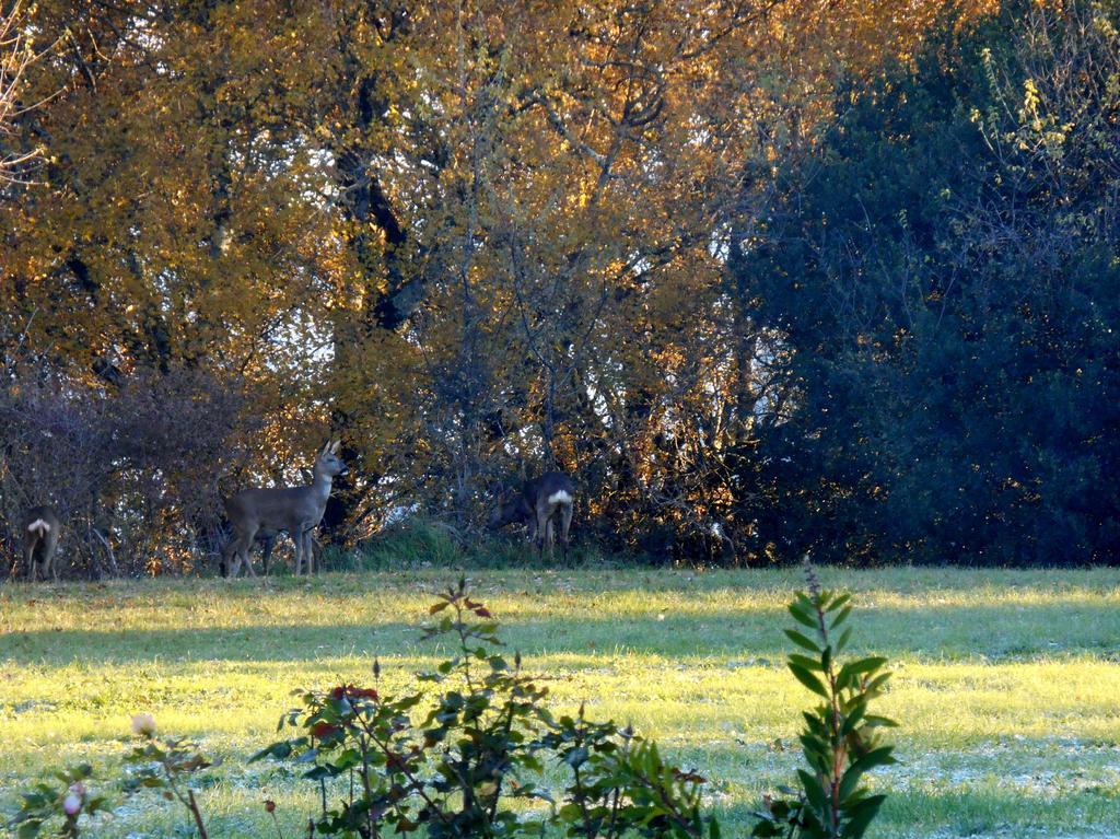 Bed and Breakfast Le Colombier Villeneuve-sur-Lot Exteriér fotografie
